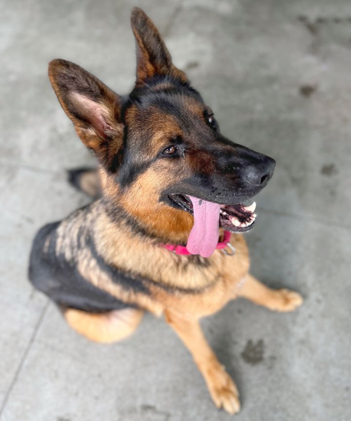 Apollo  ***URGENT***, an adopted German Shepherd Dog Mix in Berkeley, CA_image-5