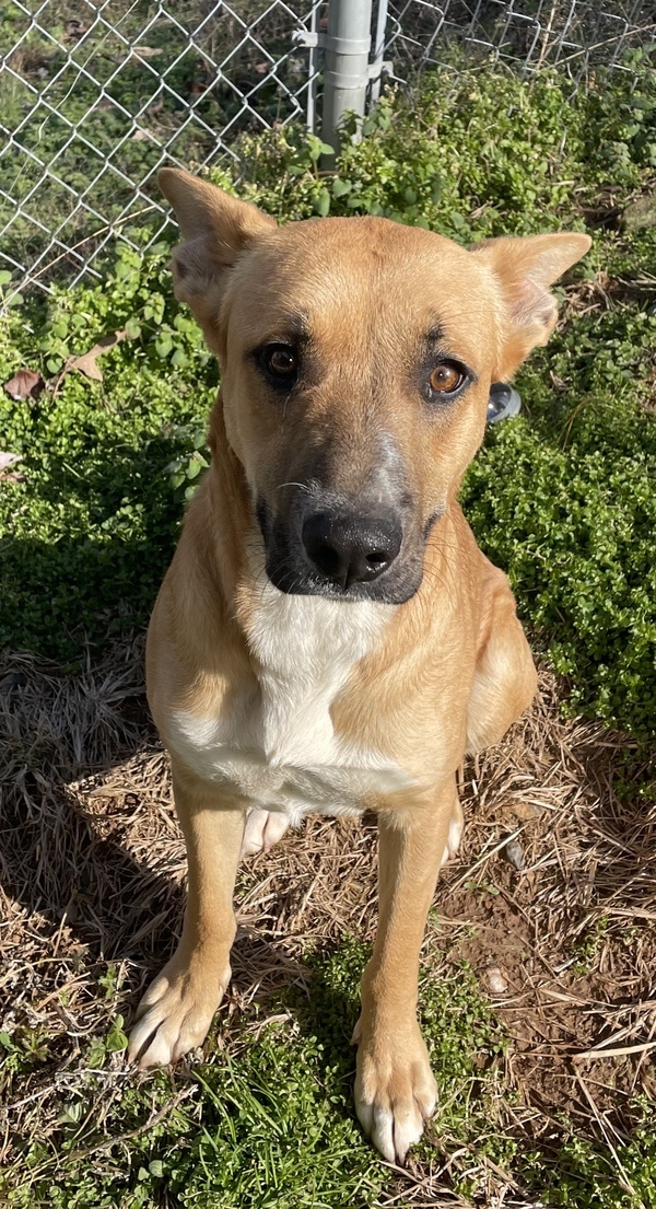 Paris, an adoptable Shepherd in Jasper, GA, 30143 | Photo Image 1