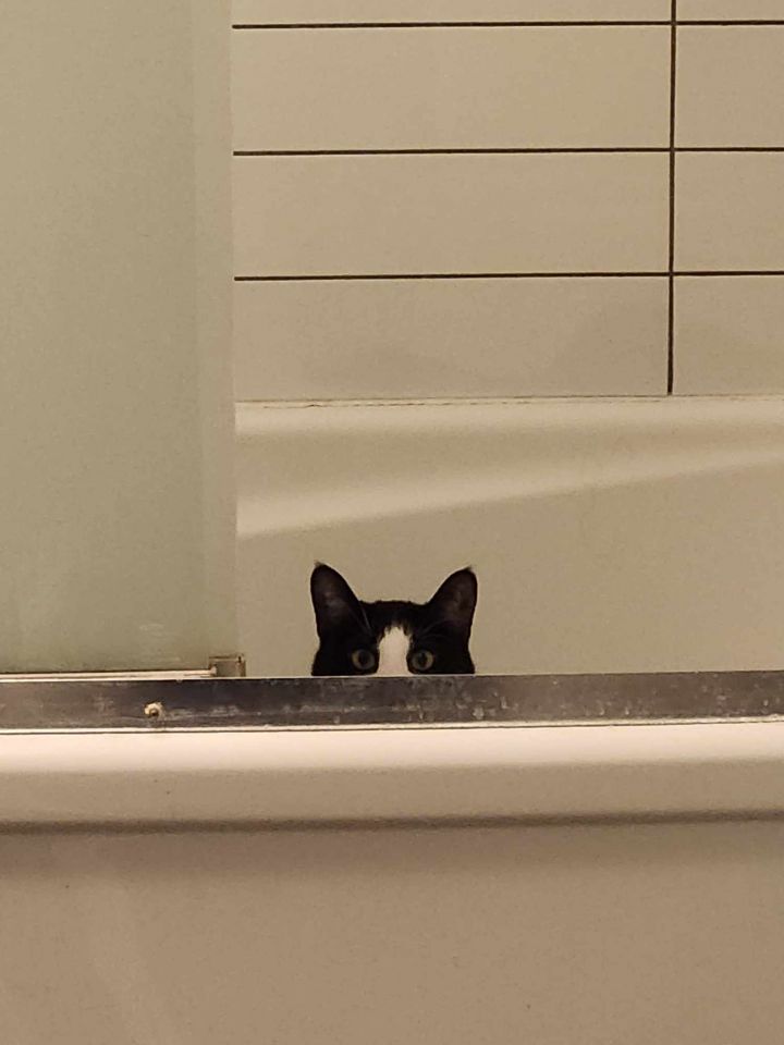 Cat for adoption Joker, a Domestic Medium Hair in Montreal, QC Petfinder