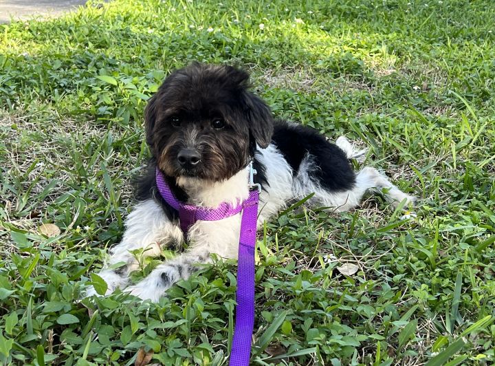 Waffles, an adopted Poodle & Jack Russell Terrier Mix in Davie, FL_image-2