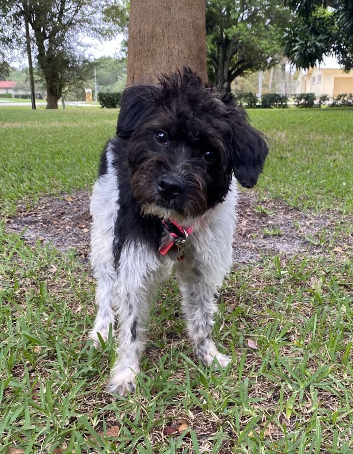 Waffles, an adopted Poodle & Jack Russell Terrier Mix in Davie, FL_image-3