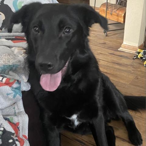 Jett - pending adoption