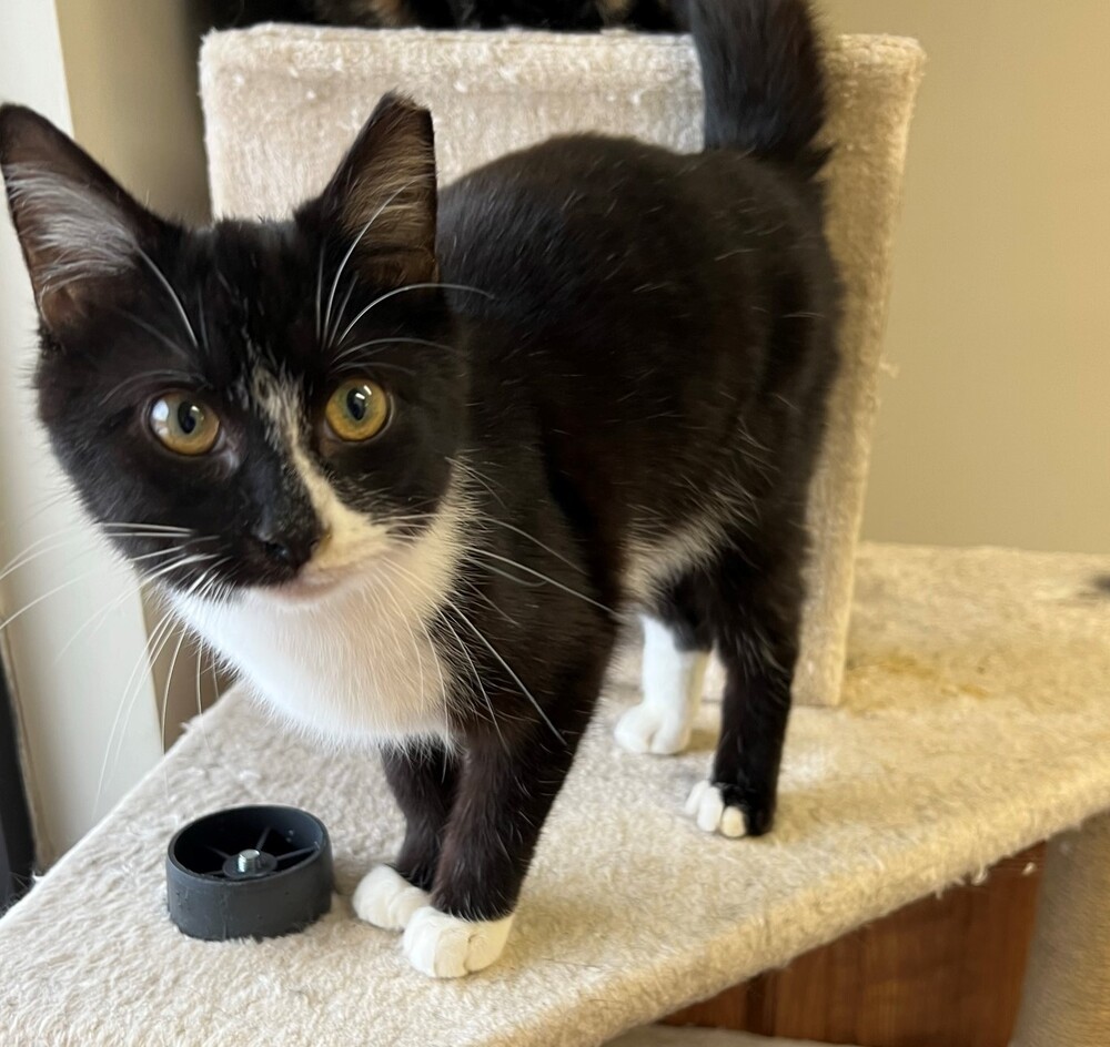 SETH-born early 2022, an adoptable Domestic Short Hair in Burlington, NC, 27215 | Photo Image 6