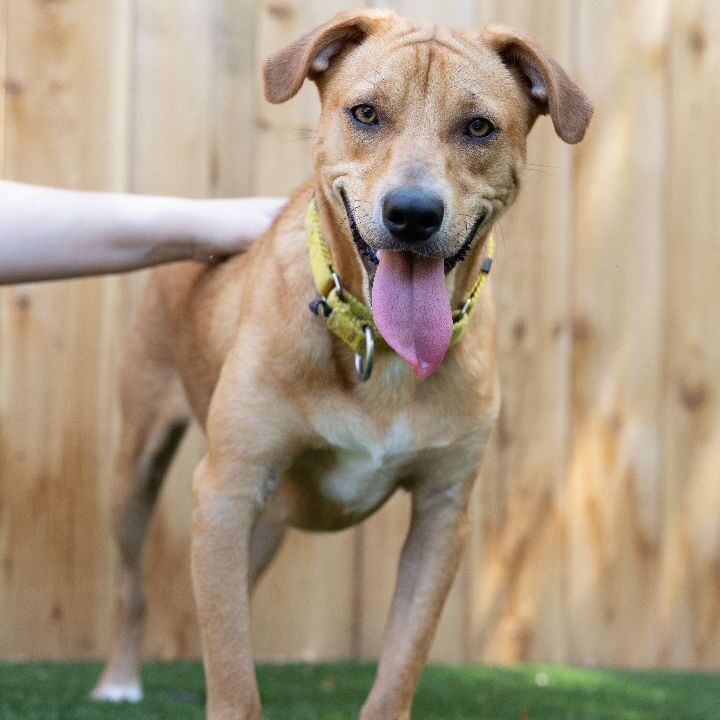 Tiger, an adoptable Terrier Mix in Naperville, IL_image-2