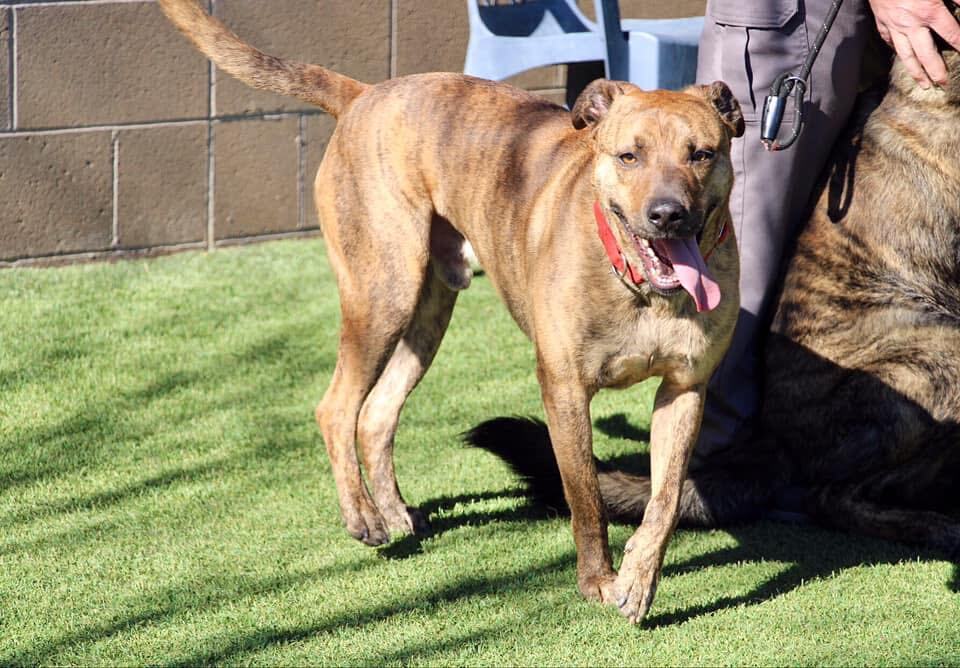 Prince  A 01-7128-22, an adoptable Hound in Grass Valley, CA, 95949 | Photo Image 1
