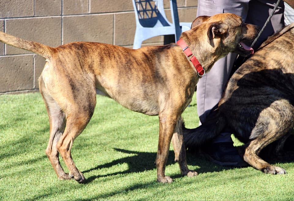 Prince  A 01-7128-22, an adoptable Hound in Grass Valley, CA, 95949 | Photo Image 5