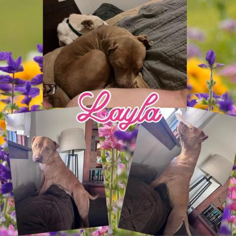 Layla