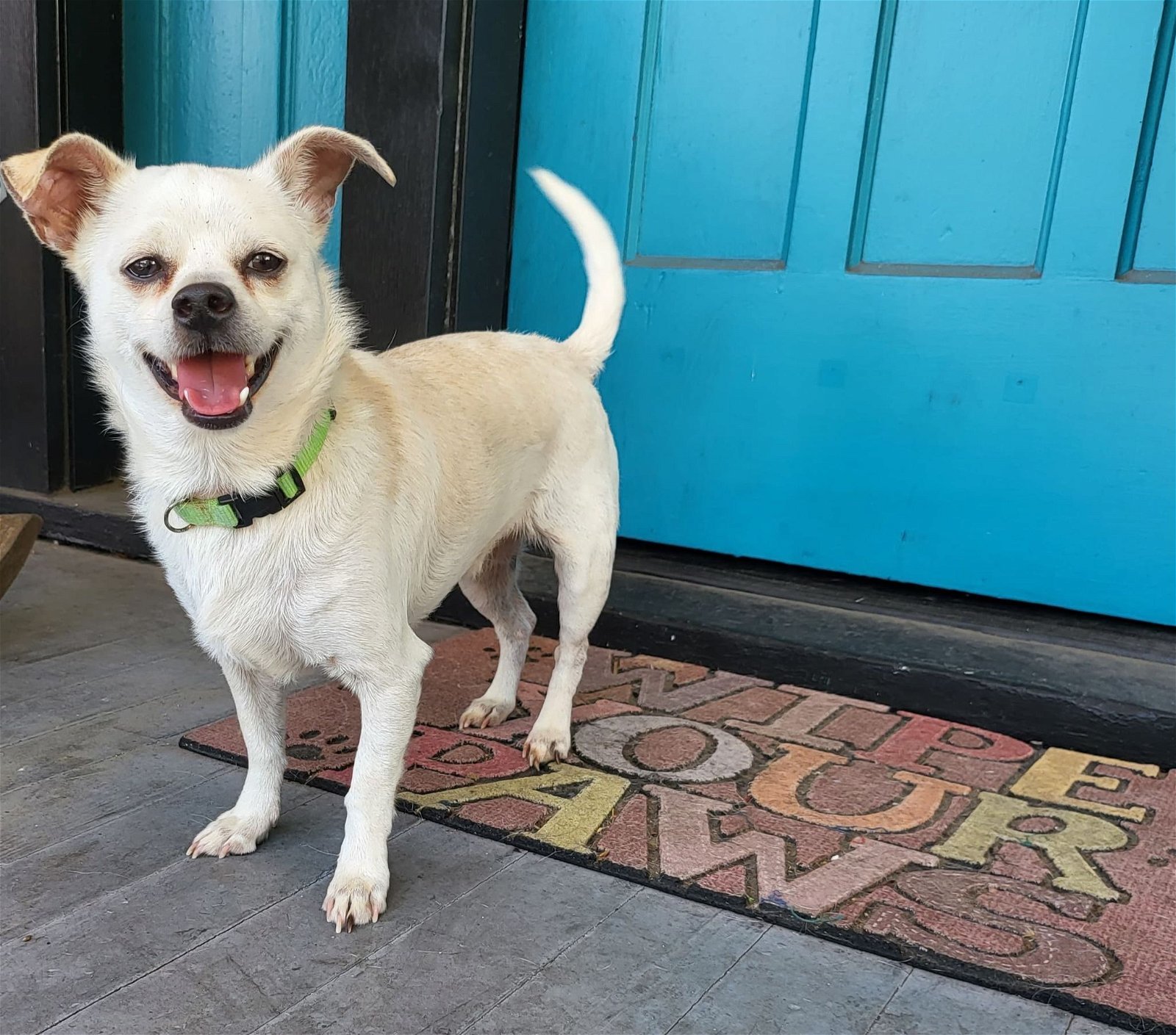 Whitey - Looking for foster or adopter