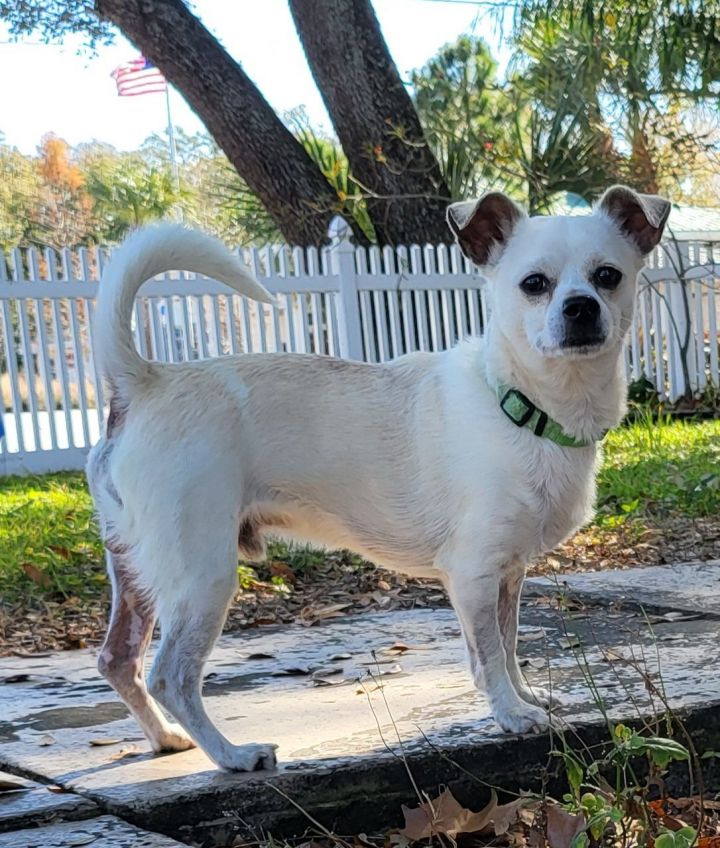 Snoopy, an adoptable Chihuahua Mix in Tampa, FL_image-3