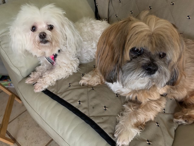 Nicholas (Bonded with Cammie Lou), an adopted Lhasa Apso in Portland, OR_image-2