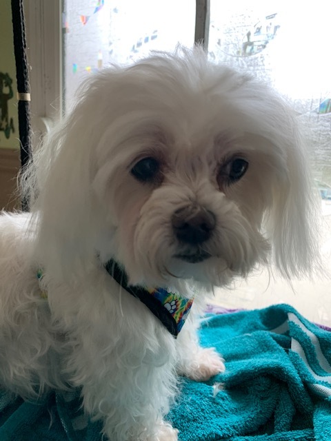 Cammie Lou  , an adopted Maltese in Portland, OR_image-1