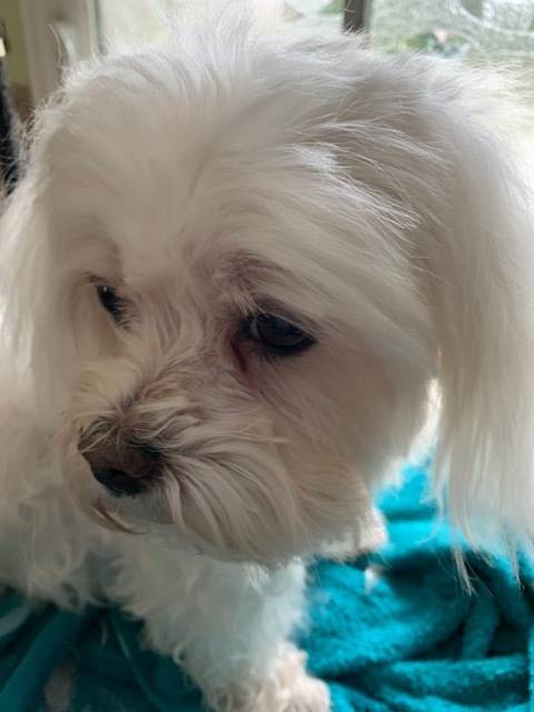 Cammie Lou  , an adopted Maltese in Portland, OR_image-3
