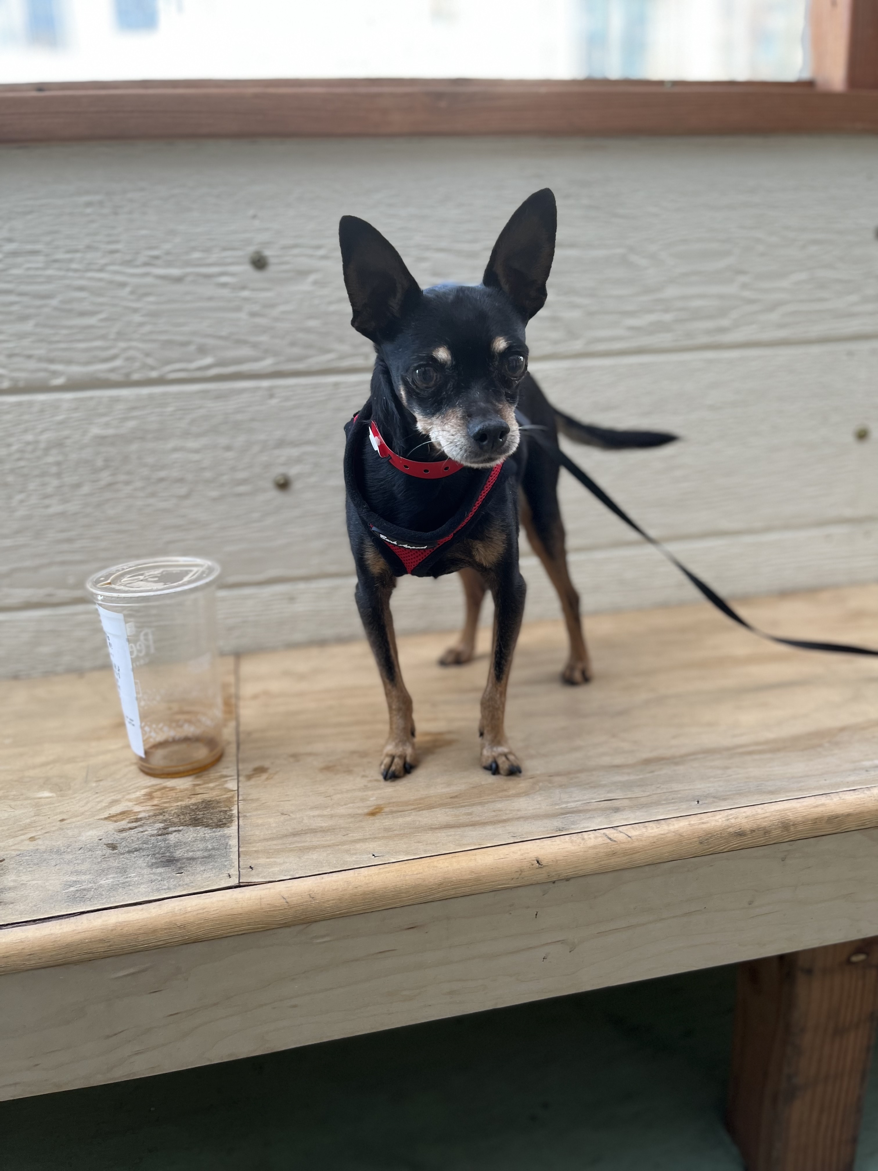 Judd , an adoptable Chihuahua in Alamo , CA, 94507 | Photo Image 1