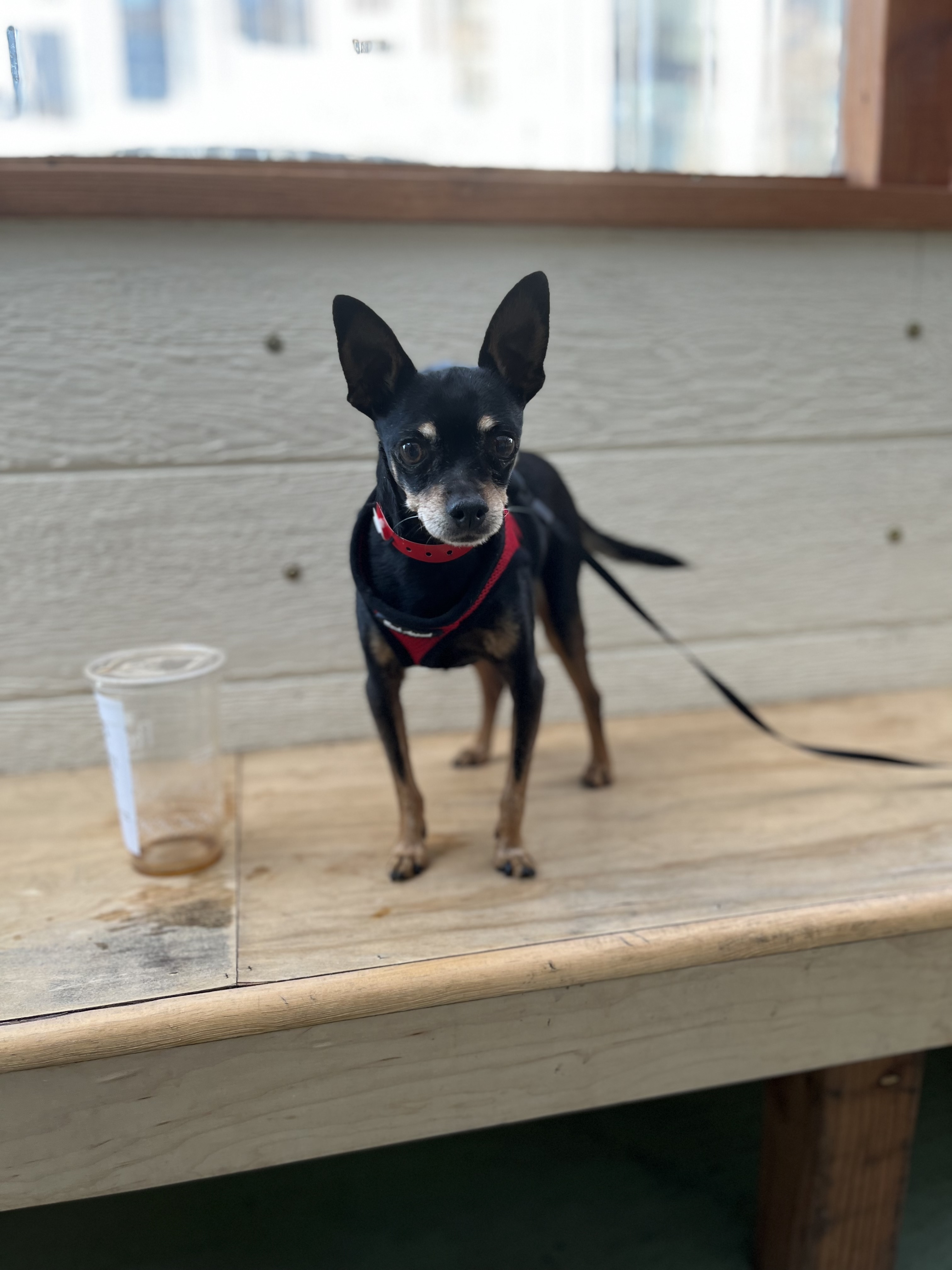 Judd , an adoptable Chihuahua in Alamo , CA, 94507 | Photo Image 2