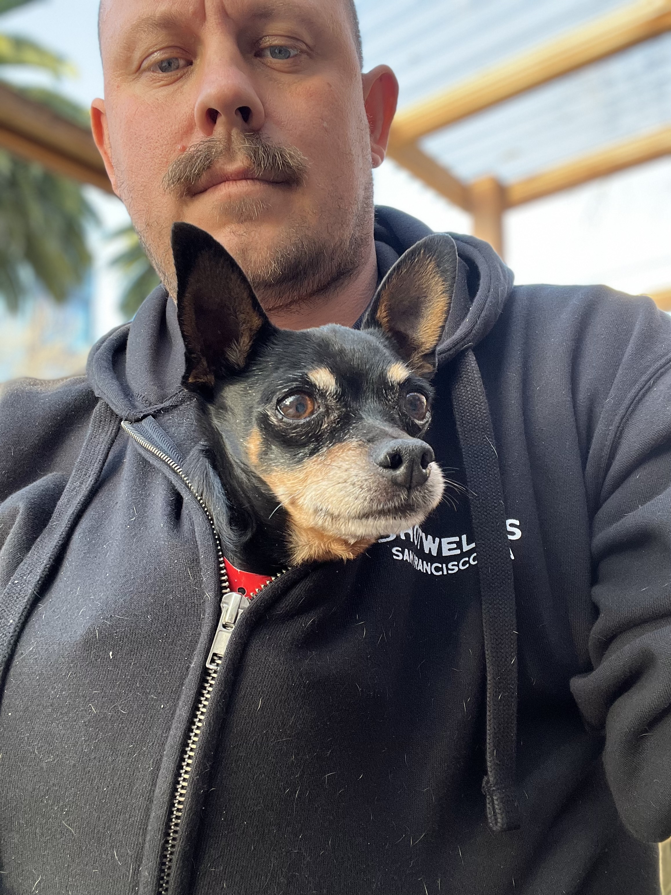 Judd , an adoptable Chihuahua in Alamo , CA, 94507 | Photo Image 3