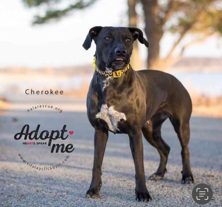 Cherokee - Let's Go On An Adventure!!, an adoptable Labrador Retriever & Pointer Mix in Omaha, NE_image-1