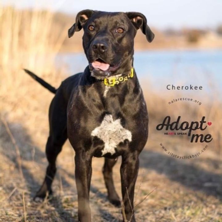 Cherokee - Let's Go On An Adventure!!, an adoptable Labrador Retriever & Pointer Mix in Omaha, NE_image-6