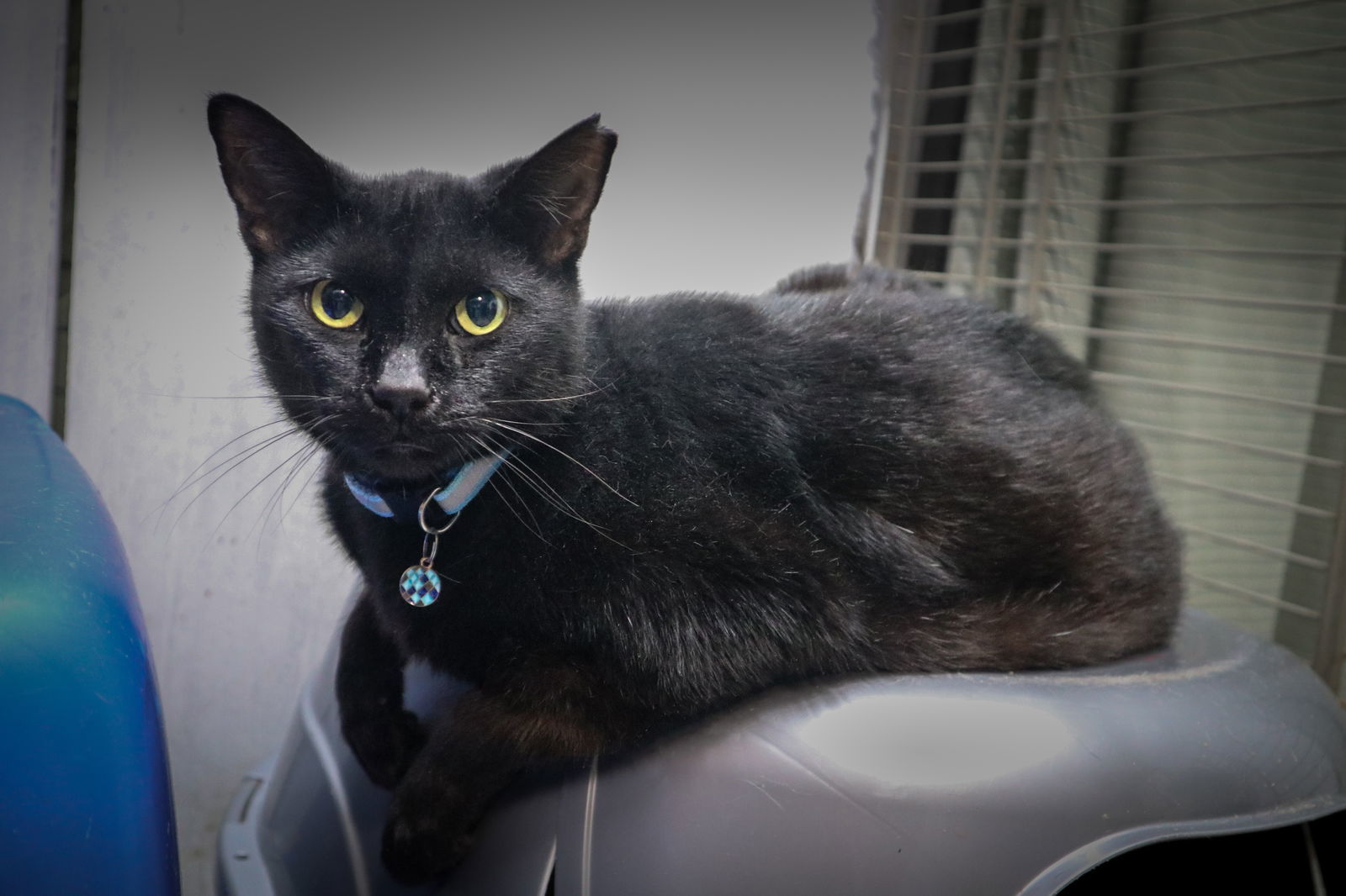 Dionisio, an adoptable Domestic Short Hair in Margate, FL, 33068 | Photo Image 1