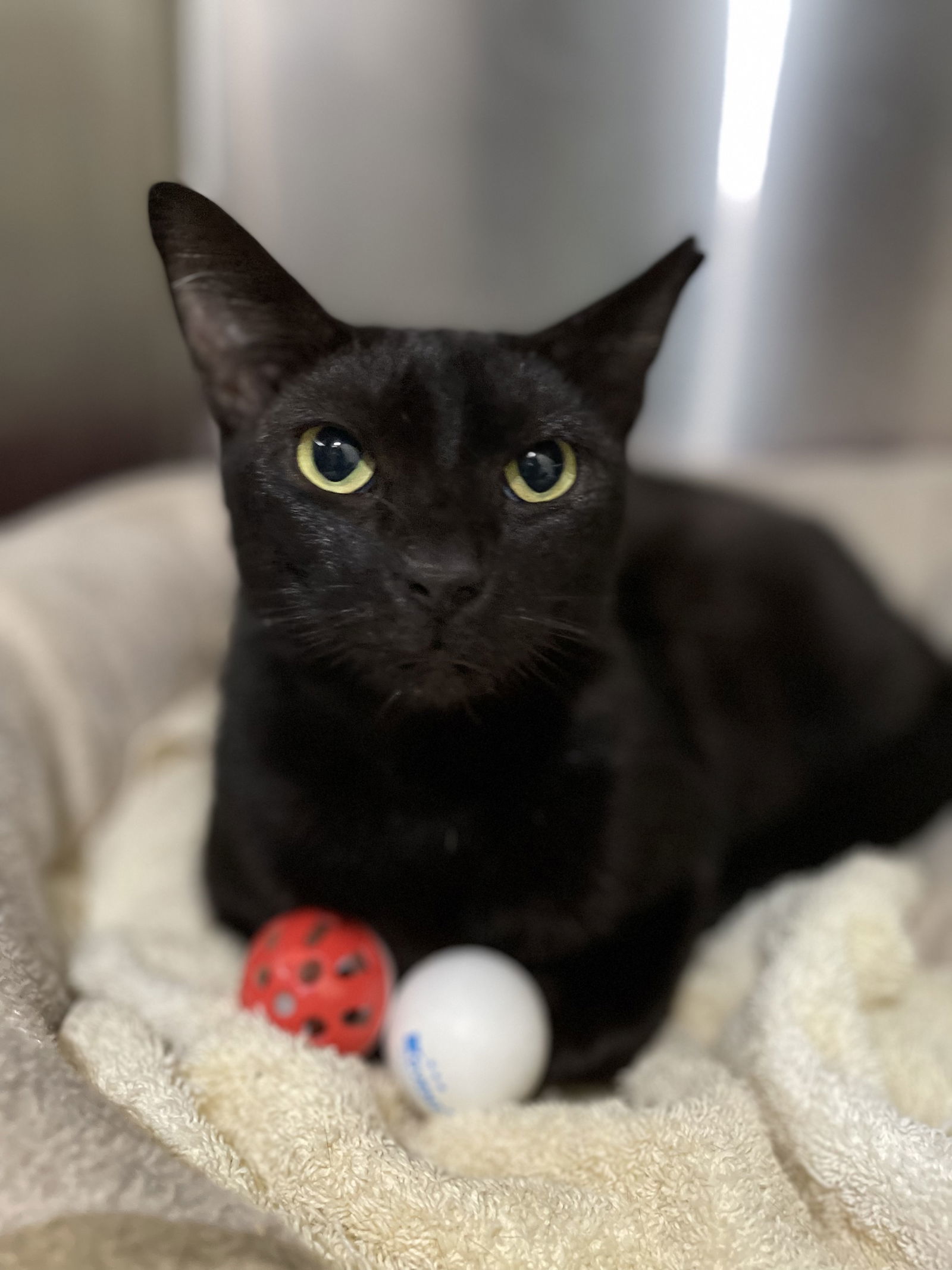 Dionisio, an adoptable Domestic Short Hair in Margate, FL, 33068 | Photo Image 5