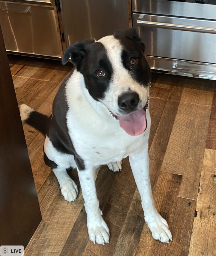 Dog for adoption - Laz, a Great Dane & Border Collie Mix in San Diego, CA Petfinder