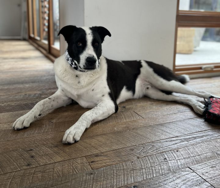 Border collie and hot sale great dane mix