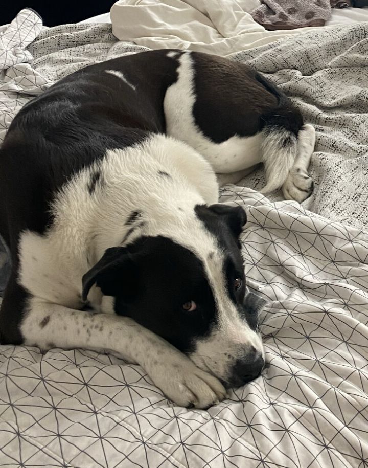 Border collie deals great dane