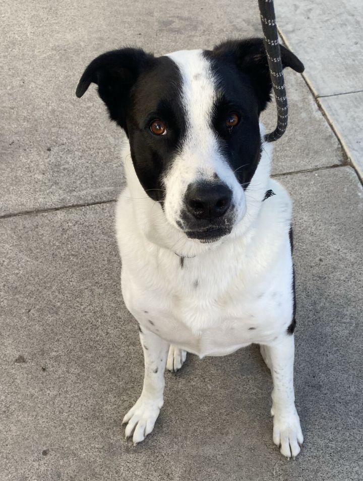 Great dane border deals collie mix size