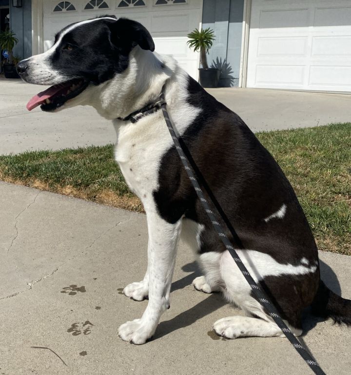 Border collie and cheap great dane mix