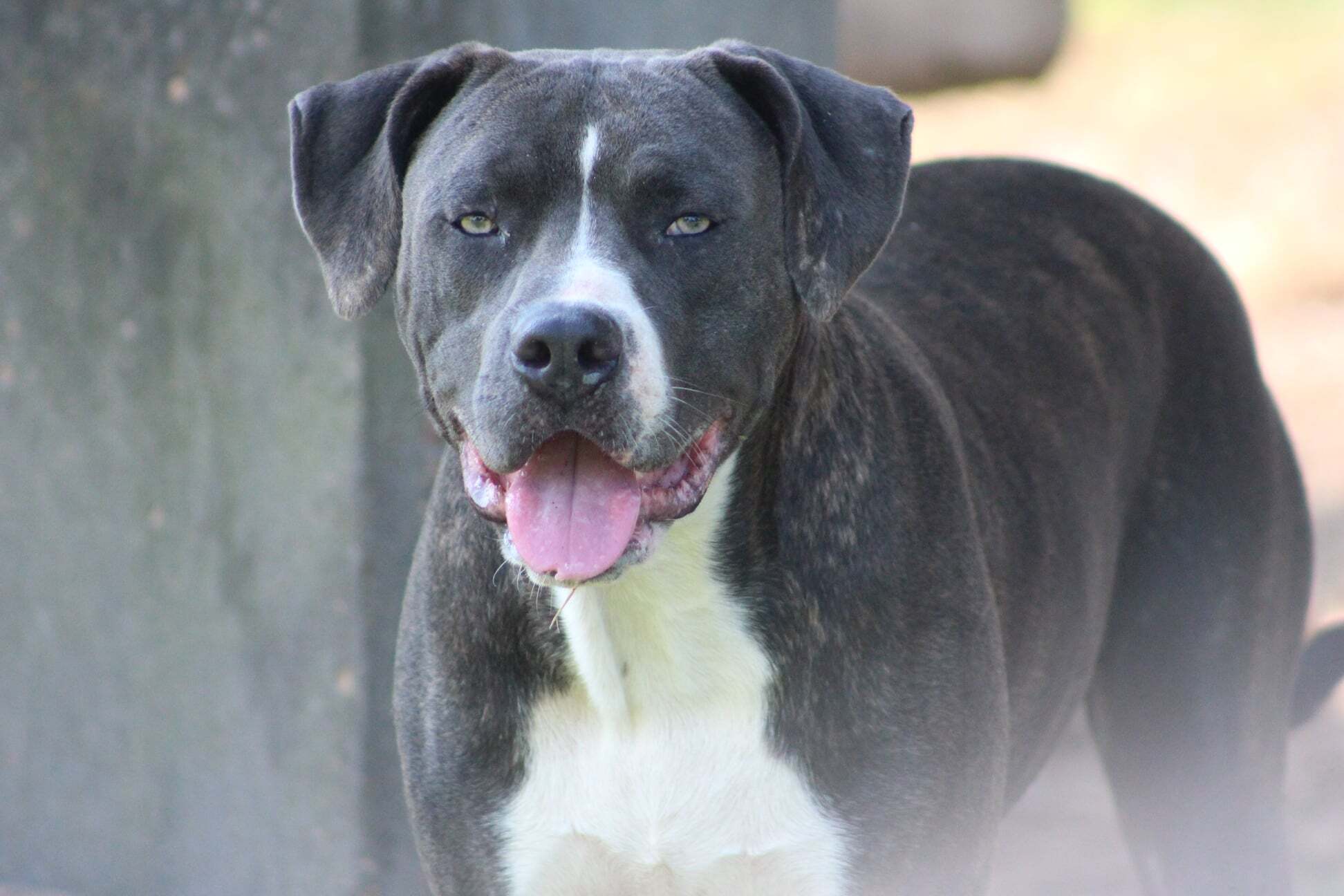 Dallas, an adoptable American Staffordshire Terrier in Belzoni, MS, 39038 | Photo Image 1