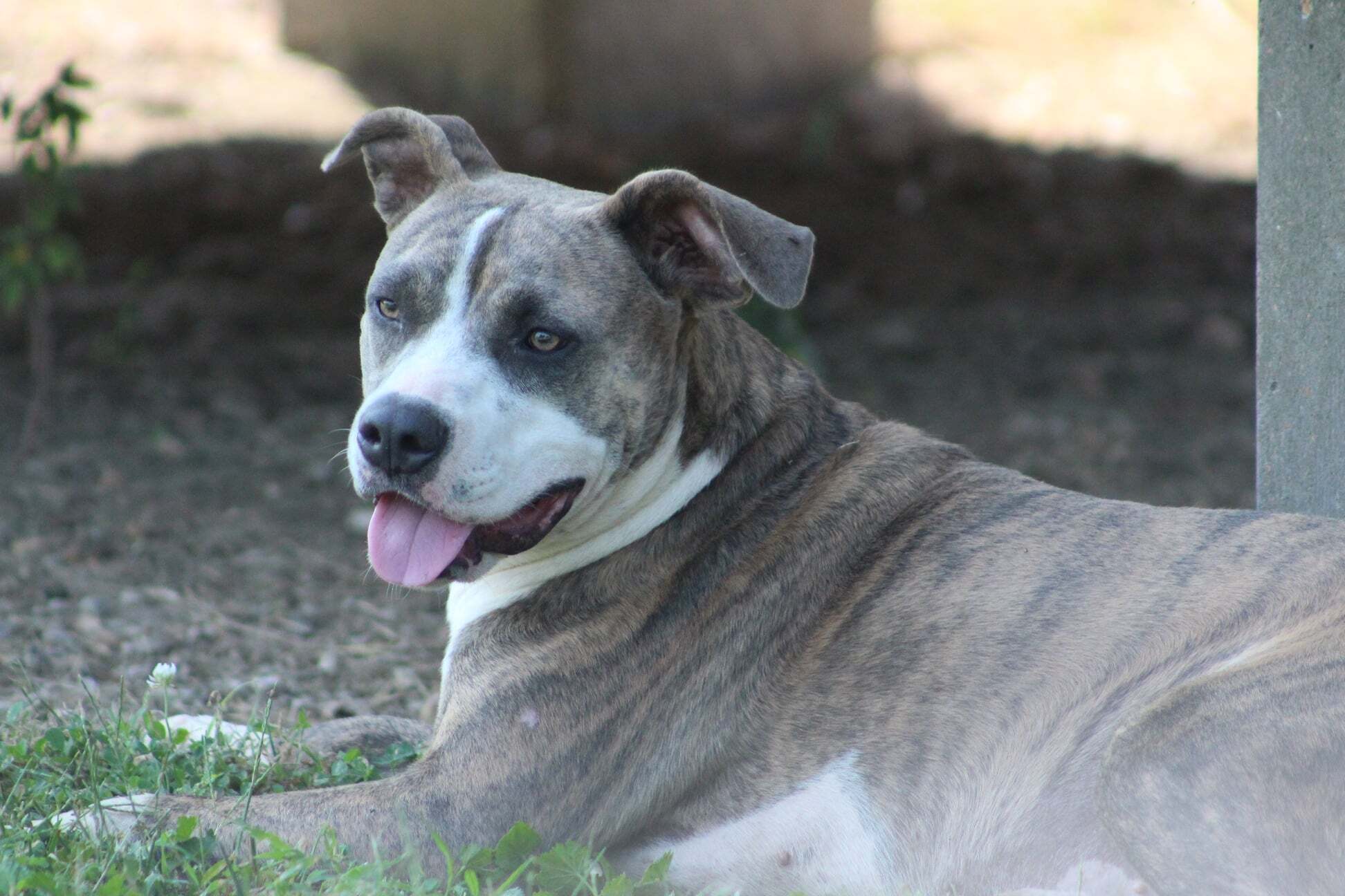 Della, an adoptable American Staffordshire Terrier in Belzoni, MS, 39038 | Photo Image 1