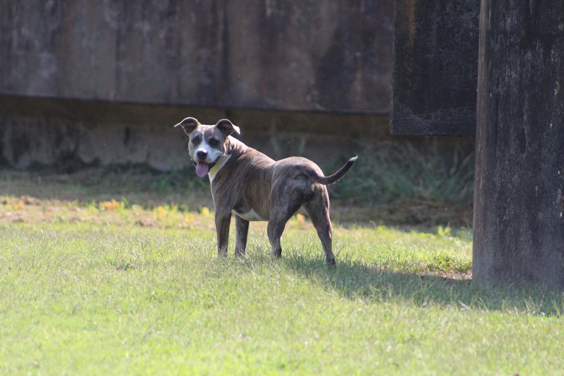 Della, an adoptable American Staffordshire Terrier in Belzoni, MS, 39038 | Photo Image 3
