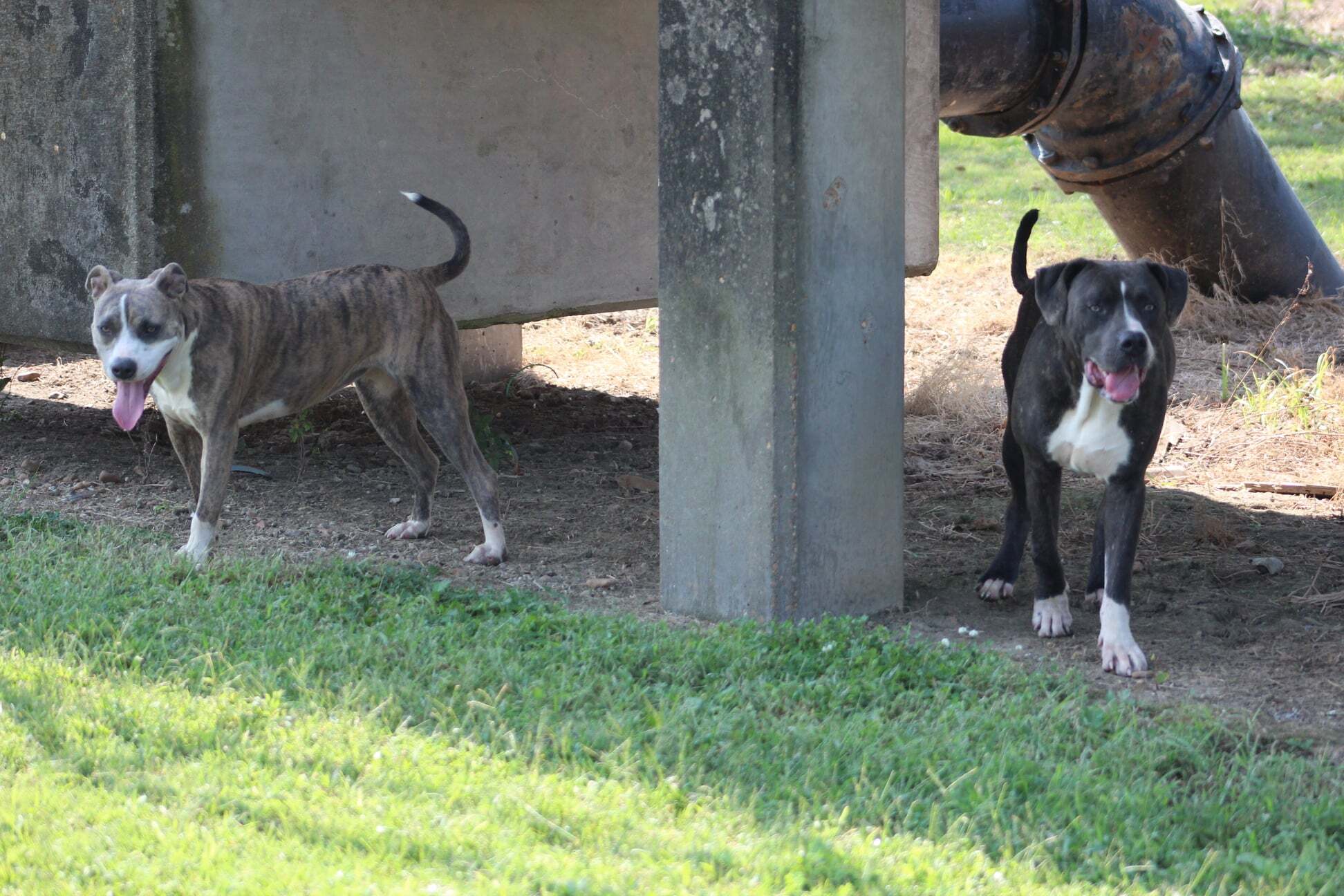 Della, an adoptable American Staffordshire Terrier in Belzoni, MS, 39038 | Photo Image 4