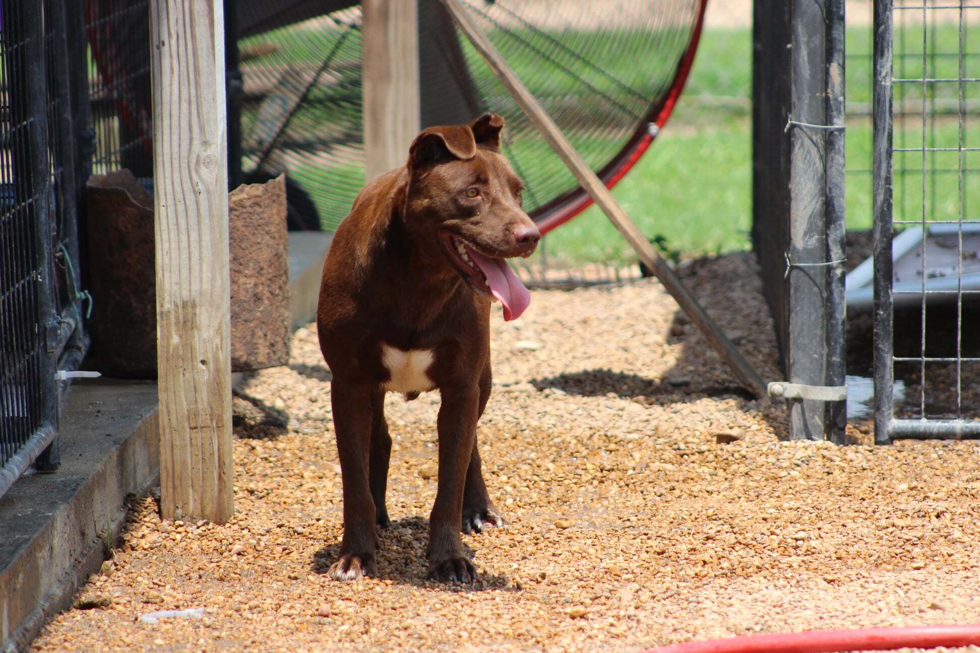 Dog for adoption Cinnamon, a Labrador Retriever Mix in Belzoni, MS