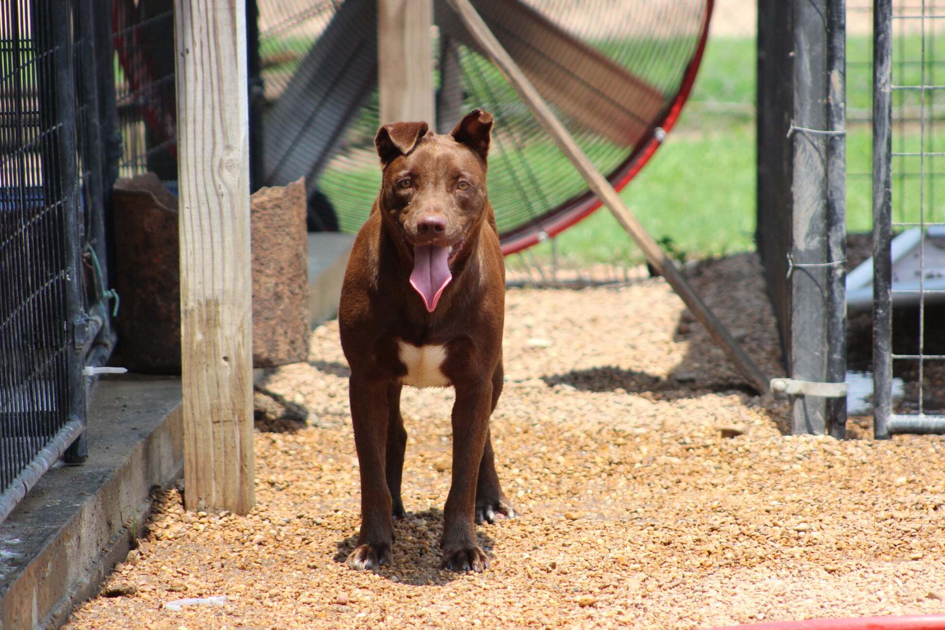 Cinnamon, an adoptable Labrador Retriever in Belzoni, MS, 39038 | Photo Image 2