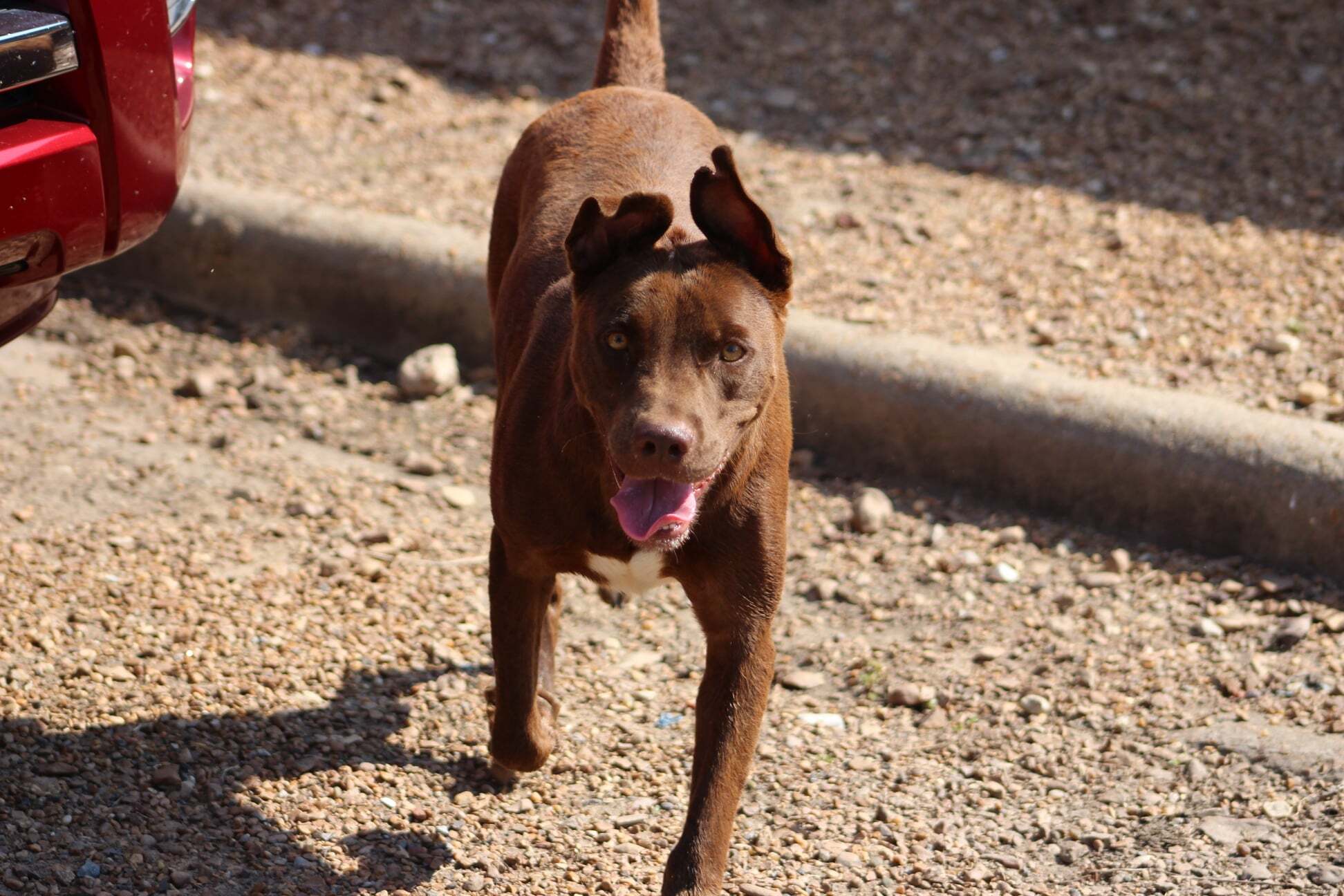 Cinnamon, an adoptable Labrador Retriever in Belzoni, MS, 39038 | Photo Image 3