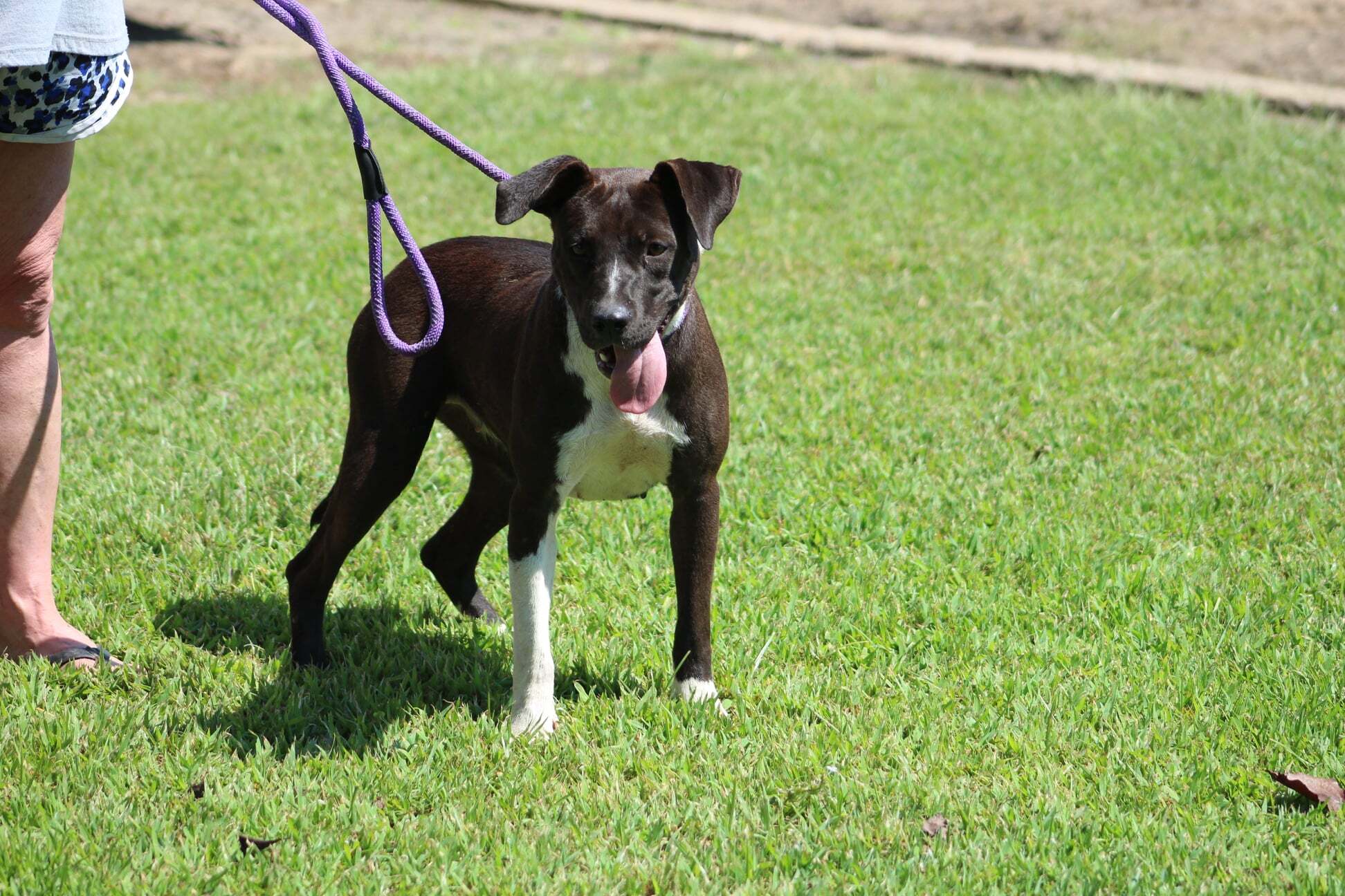 Kaysie, an adoptable American Staffordshire Terrier in Belzoni, MS, 39038 | Photo Image 1