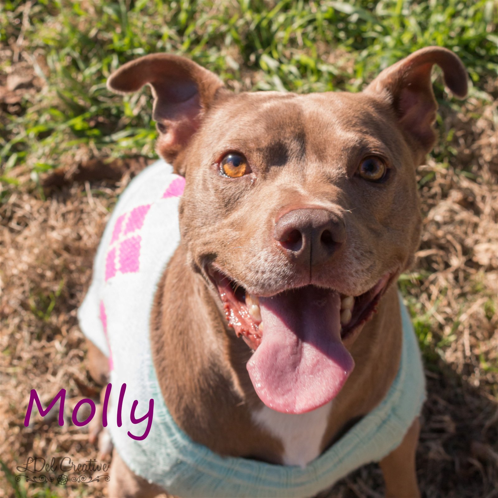 Molly, an adoptable Pit Bull Terrier in Shreveport, LA, 71119 | Photo Image 2