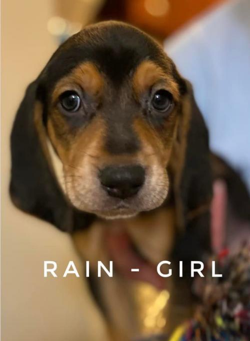 Rain - Merrily Pup
