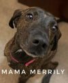Piper - Merrily Pup