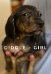 Diddle - Merrily Pup