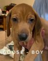 Goose - Merrily Pup