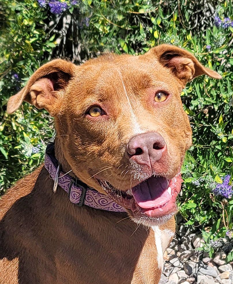 Lil Lady Di ~ Sweet!, an adoptable American Staffordshire Terrier in Albuquerque, NM, 87184 | Photo Image 1