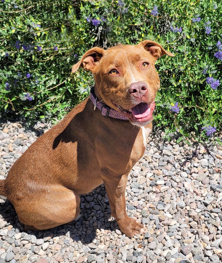 Lil Lady Di ~ Sweet!, an adoptable American Staffordshire Terrier in Albuquerque, NM, 87184 | Photo Image 2