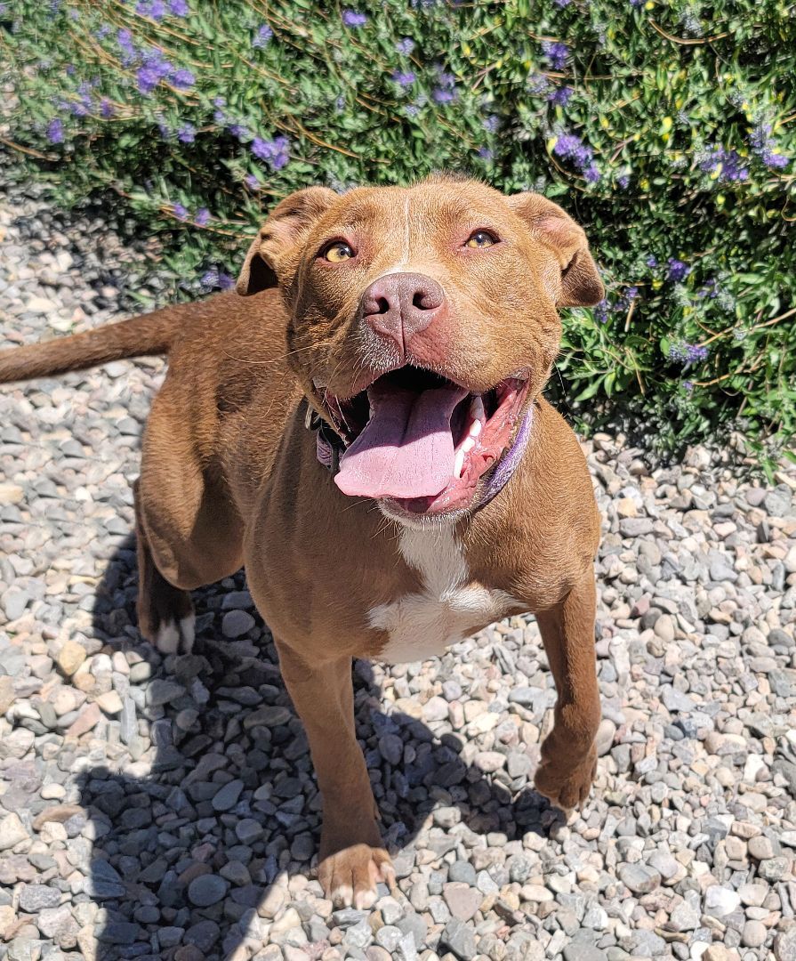 Lil Lady Di ~ Sweet!, an adoptable American Staffordshire Terrier in Albuquerque, NM, 87184 | Photo Image 3