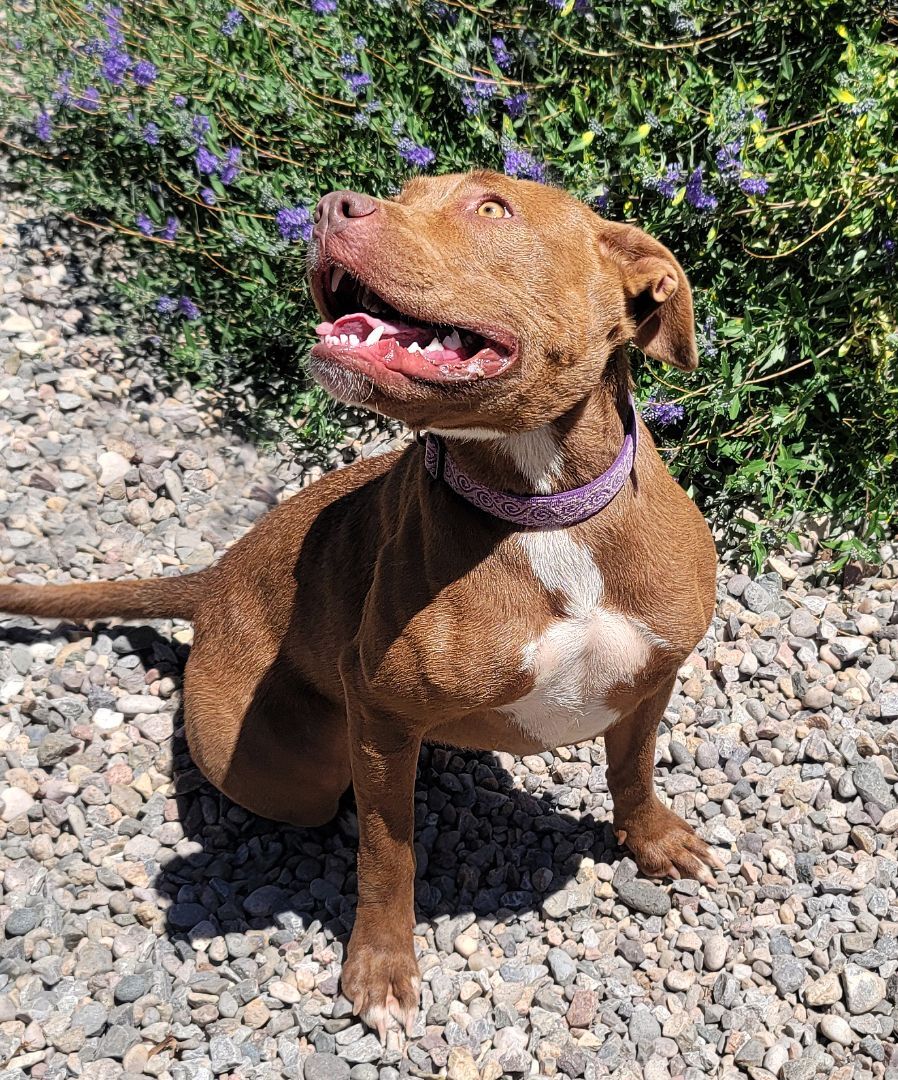 Lil Lady Di ~ Sweet!, an adoptable American Staffordshire Terrier in Albuquerque, NM, 87184 | Photo Image 4