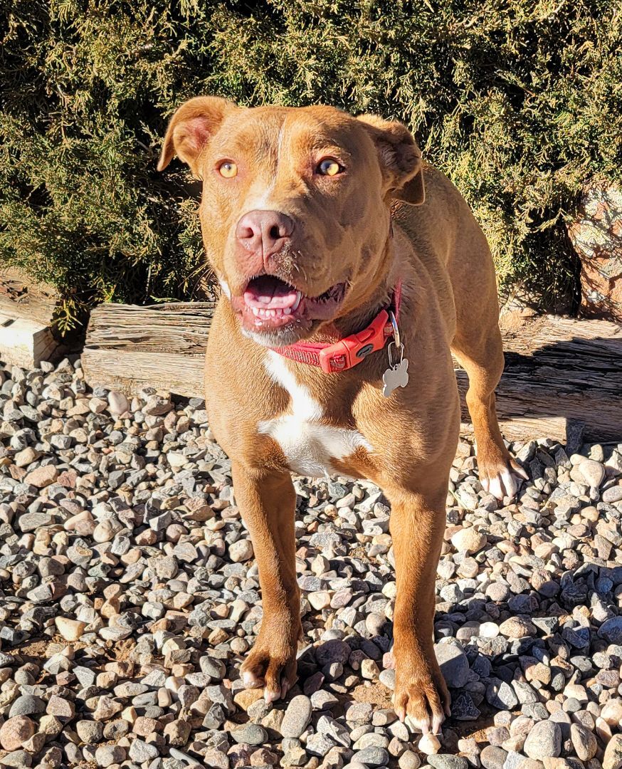 Lil Lady Di ~ Sweet!, an adoptable American Staffordshire Terrier in Albuquerque, NM, 87184 | Photo Image 5