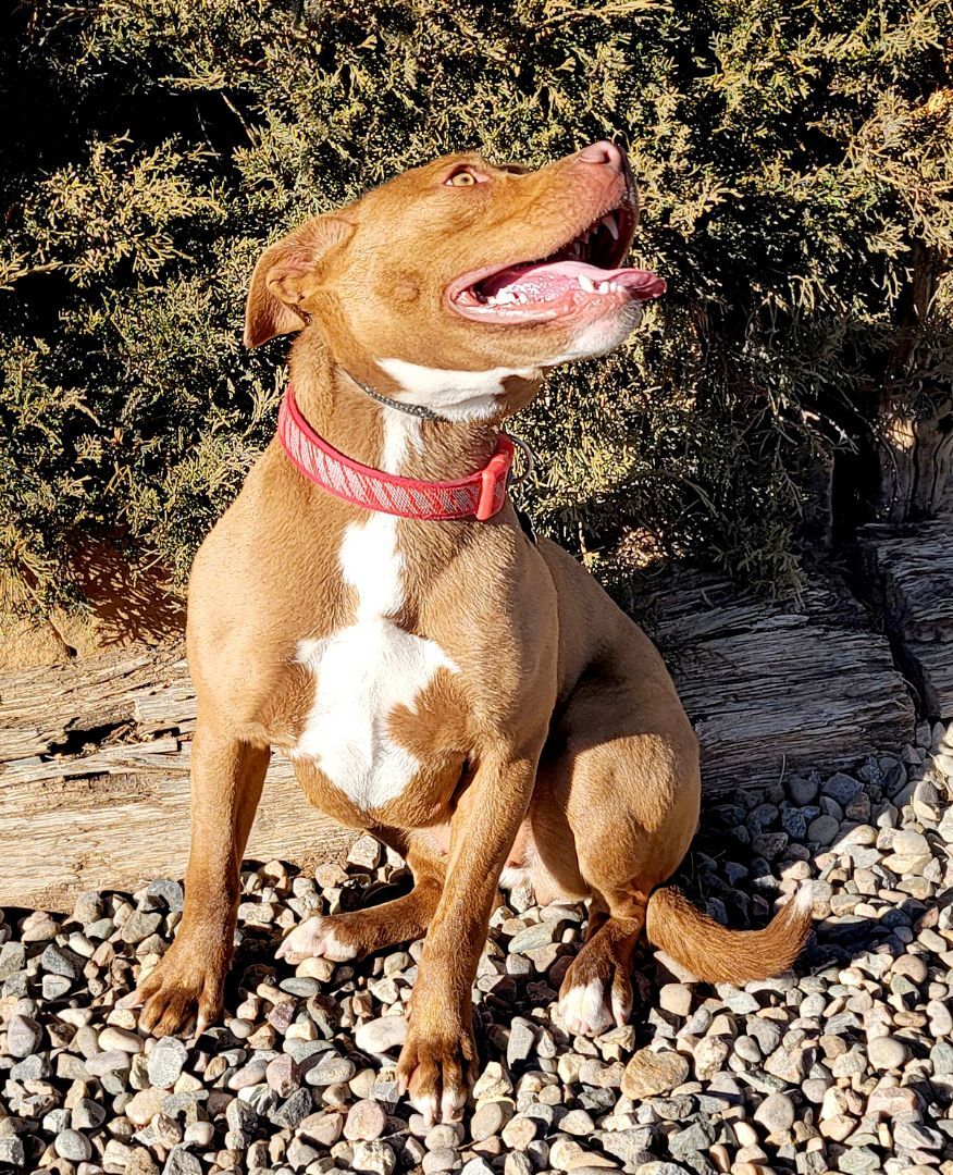 Lil Lady Di ~ Sweet!, an adoptable American Staffordshire Terrier in Albuquerque, NM, 87184 | Photo Image 6