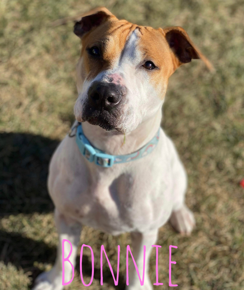 Bonnie, an adoptable Jack Russell Terrier, American Staffordshire Terrier in Plainfield, IL, 60544 | Photo Image 1