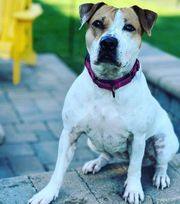 Jack russel hot sale stafford mix