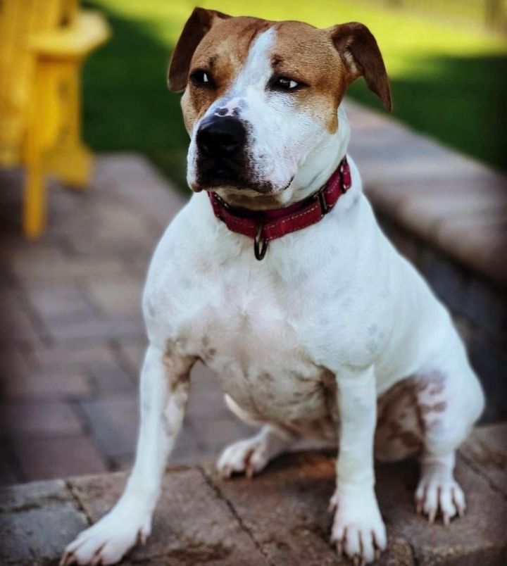 Staffordshire jack sale russell mix